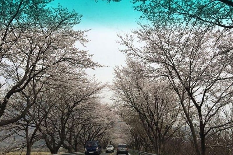 Hwagae Cherry Blossom Festival  (2/8)