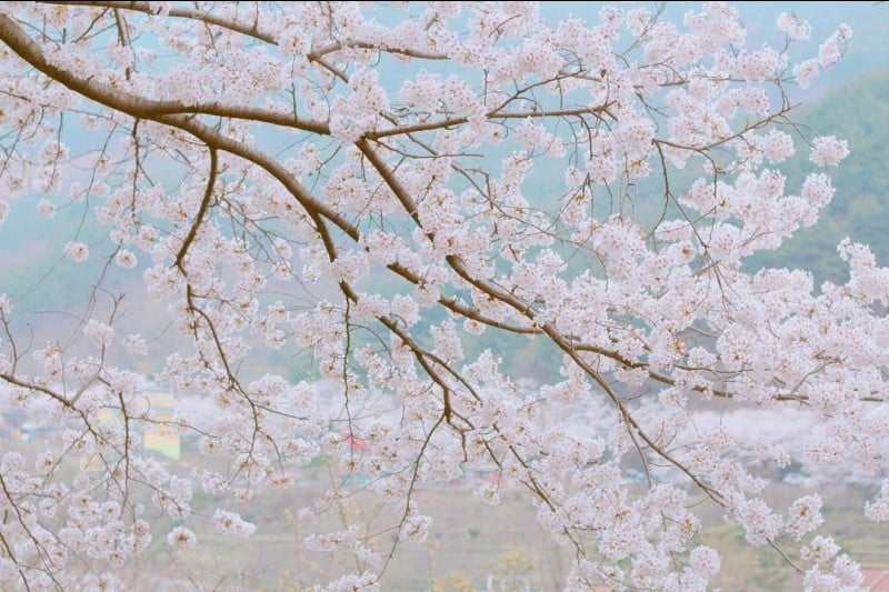 Hwagae Cherry Blossom Festival  (3/8)