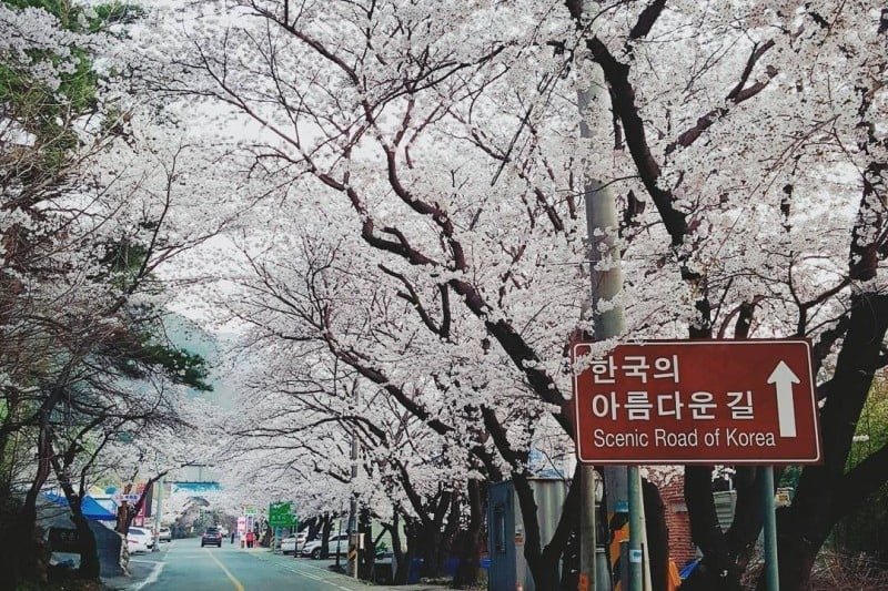 Hwagae Cherry Blossom Festival  (4/8)