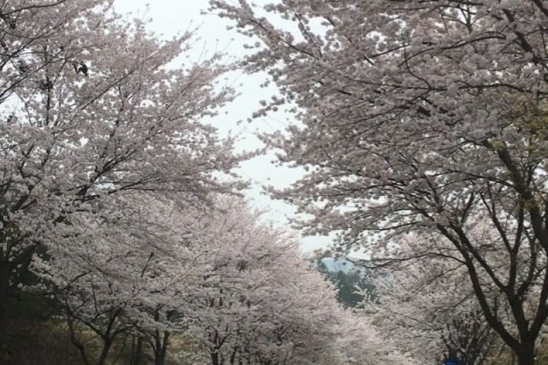 Hwagae Cherry Blossom Festival  (5/8)