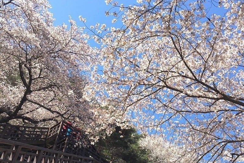 Hwagae Cherry Blossom Festival  (6/8)