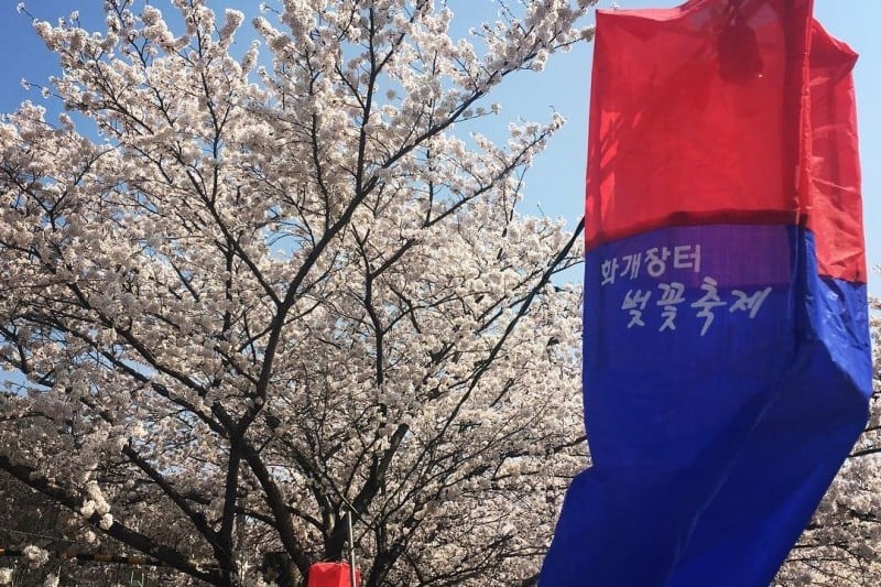 Hwagae Cherry Blossom Festival  (7/8)