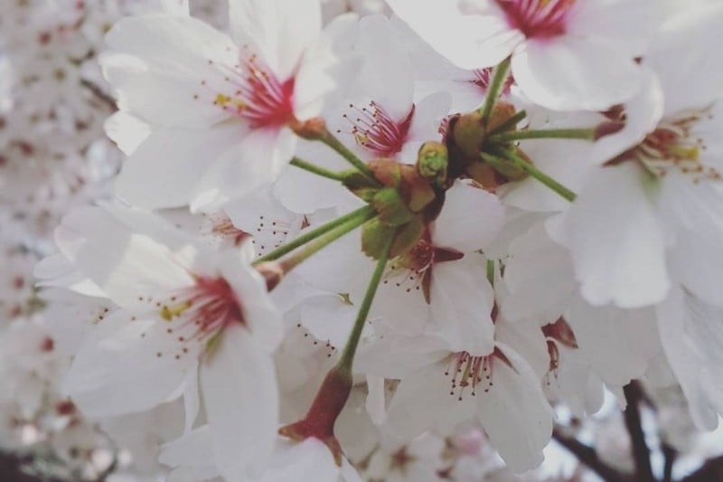 Hwagae Cherry Blossom Festival  (8/8)