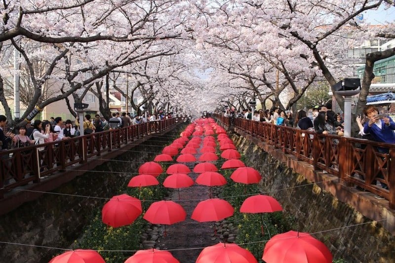 Jinhae Gunhangje Festival  (7/11)