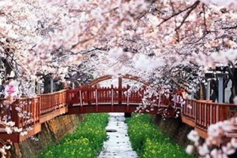 Jinhae Gunhangje Festival  (8/11)
