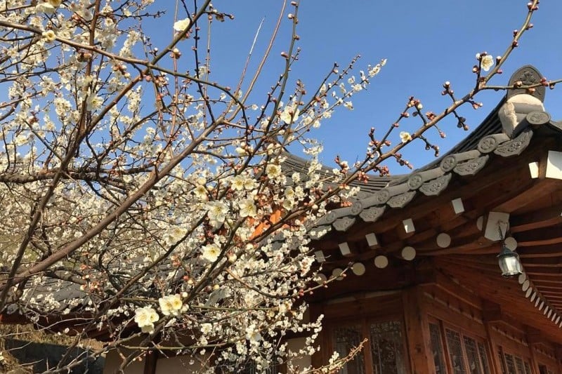 Jinhae Gunhangje Festival  (9/11)