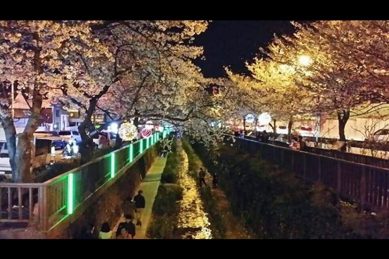 Jinhae Gunhangje Festival  (10/11)