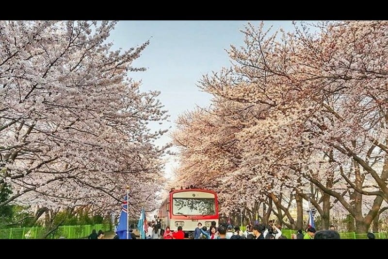 Jinhae Gunhangje Festival  (11/11)