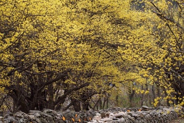Icheon Baeksa Sansuyu Flower Festival