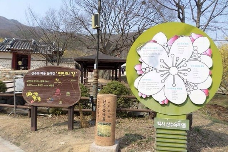 Icheon Baeksa Sansuyu Flower Festival 