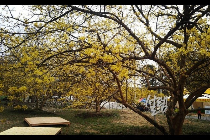 Icheon Baeksa Sansuyu Flower Festival 