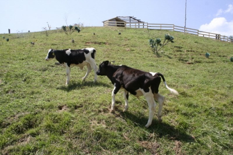 Daegwallyeong Donkey Ranch Don Quixote  (3/12)