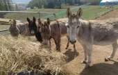 Daegwallyeong Donkey Ranch Don Quixote 