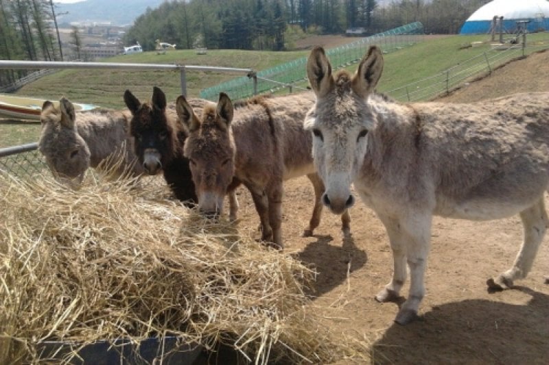 Daegwallyeong Donkey Ranch Don Quixote  (4/12)