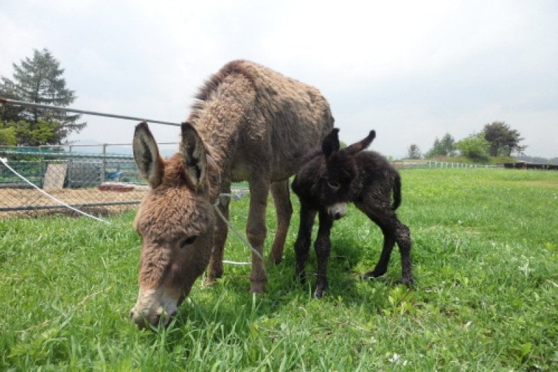 Daegwallyeong Donkey Ranch Don Quixote  (12/12)