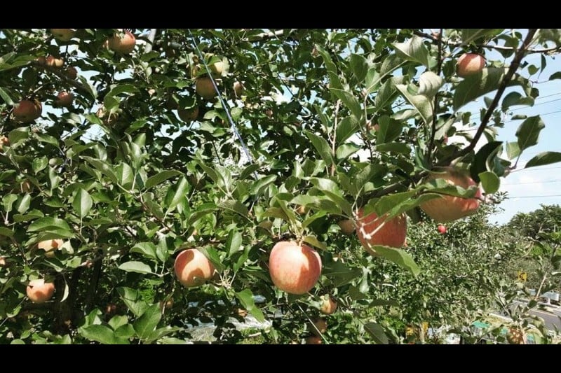 Cheongsong Apple Festival  (4/6)