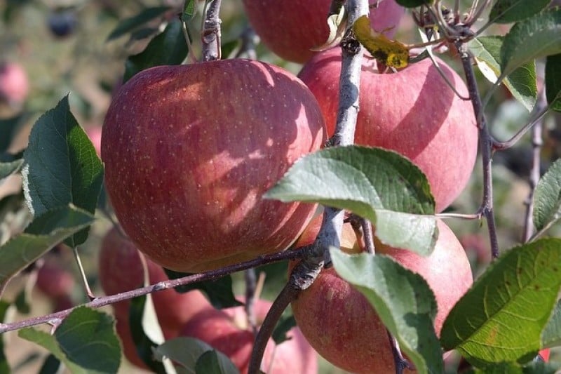 Cheongsong Apple Festival  (6/6)