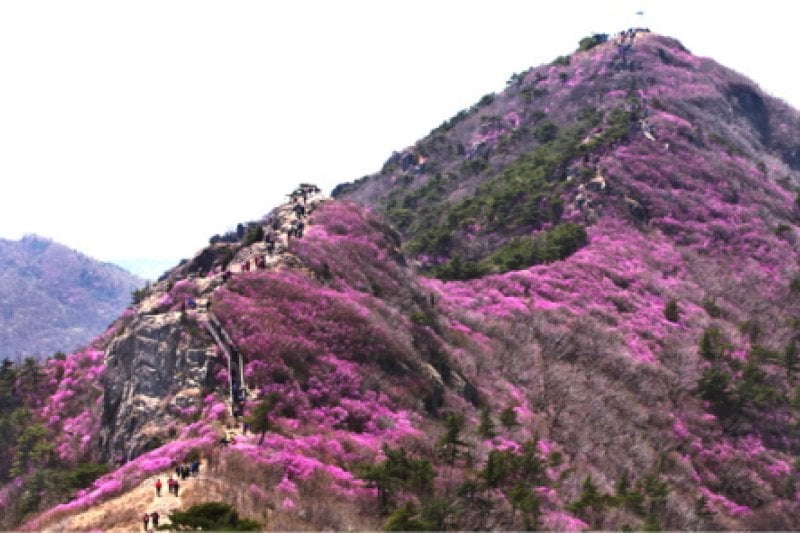Yeongchwisan Azalea Festival  (1/5)