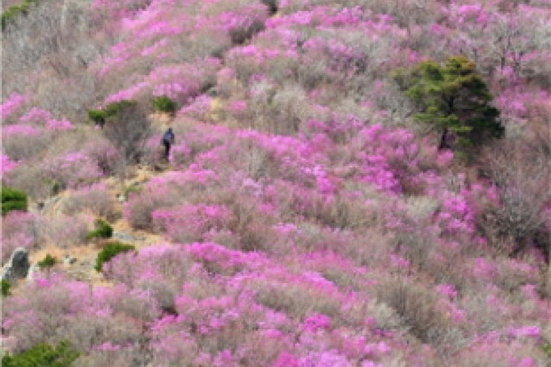 Yeongchwisan Azalea Festival  (4/5)