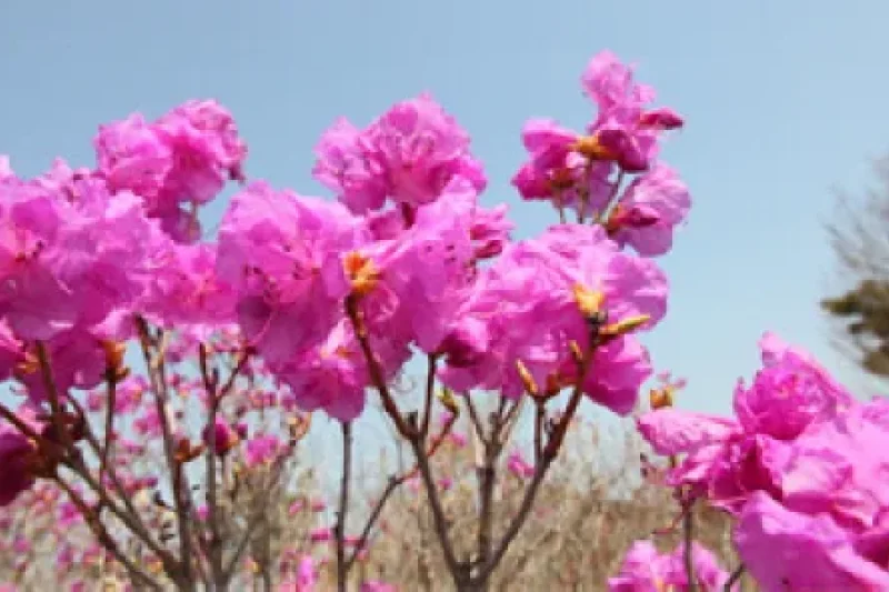 Yeongchwisan Mountain  (1/6)