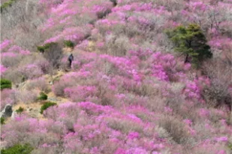 Yeongchwisan Mountain  (2/6)