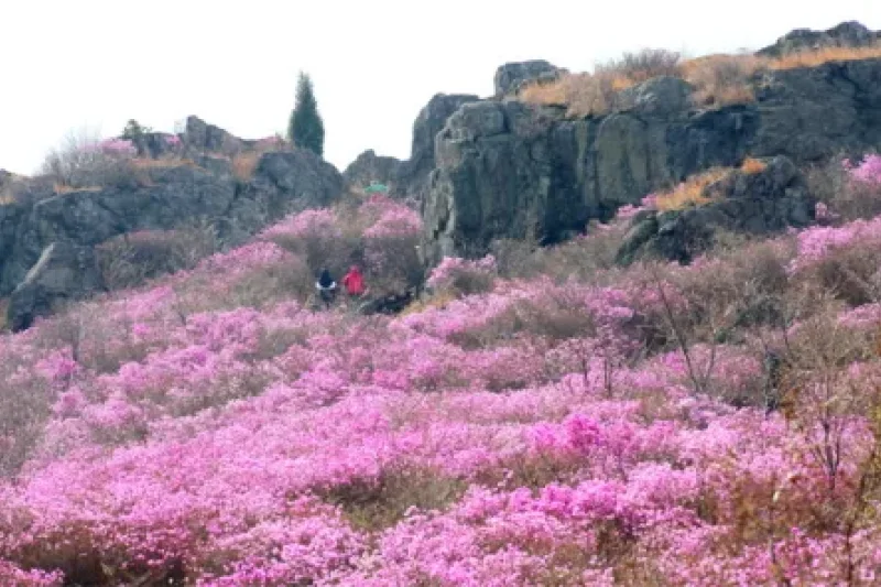 Yeongchwisan Mountain  (4/6)