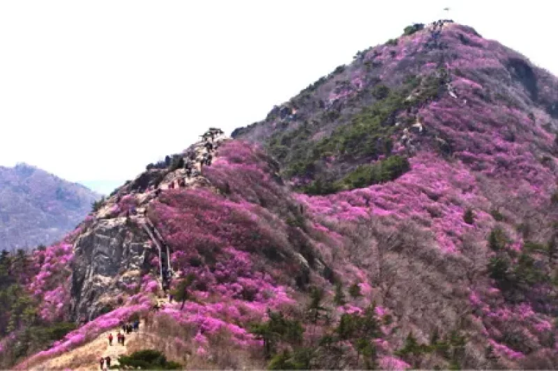 Yeongchwisan Mountain  (5/6)