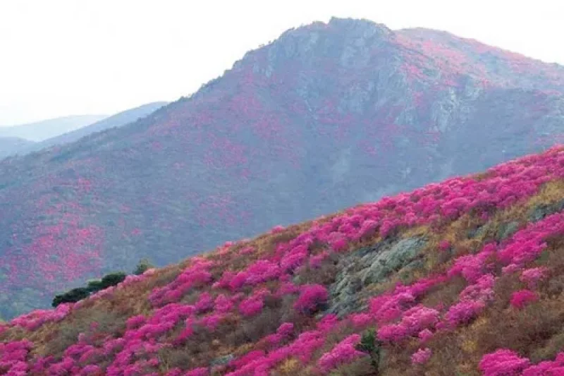 Yeongchwisan Mountain  (6/6)