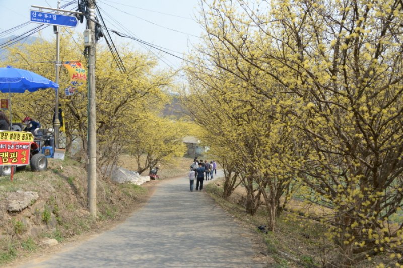 Yangpyeong Sansuyu Flower Festival  (2/4)