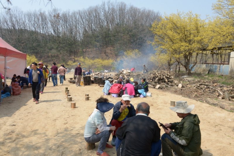 Yangpyeong Sansuyu Flower Festival  (4/4)