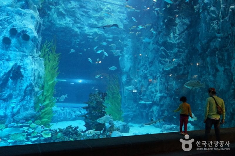 Lotte World Aquarium  (1/7)
