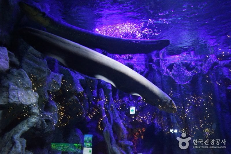 Lotte World Aquarium  (2/7)