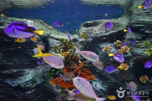 Lotte World Aquarium