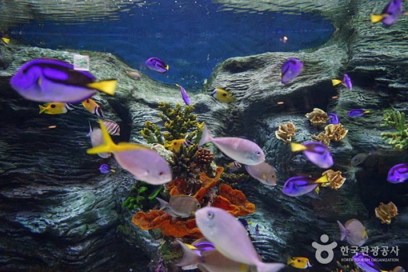 Lotte World Aquarium  (3/7)