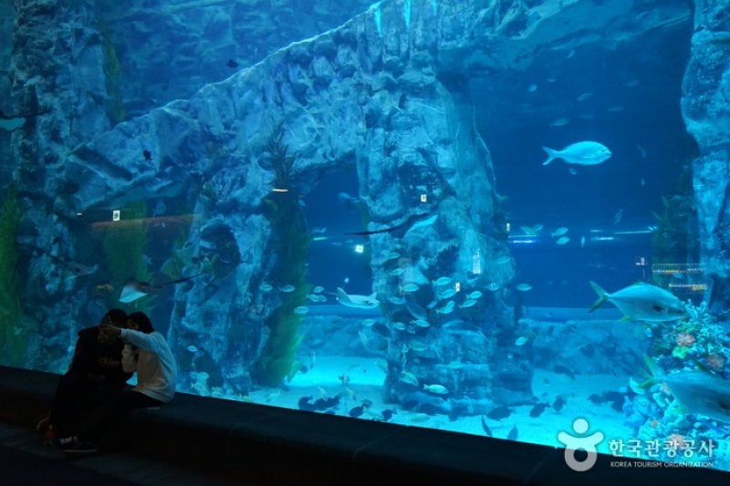 Lotte World Aquarium  (4/7)