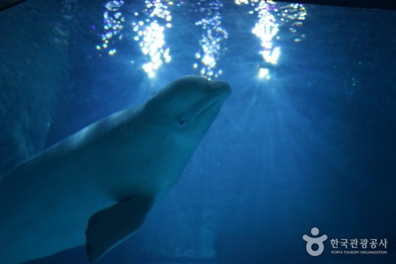 Lotte World Aquarium  (5/7)