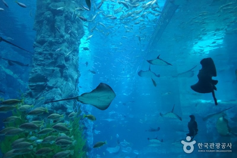 Lotte World Aquarium  (6/7)