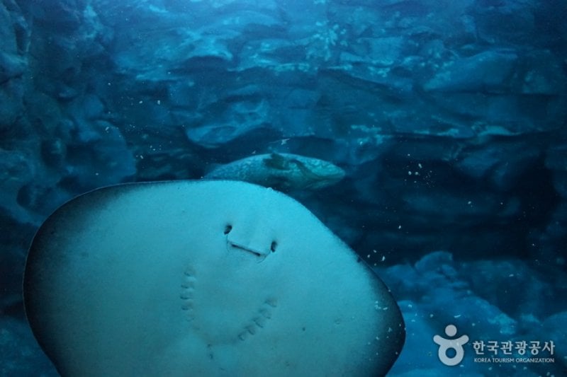 Lotte World Aquarium  (7/7)