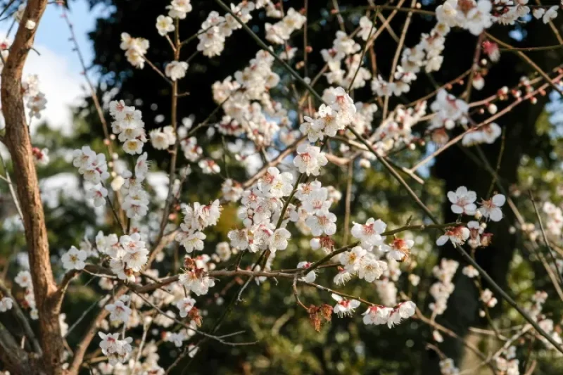 Jeju Hueree Apricot Flower Festival  (11/22)