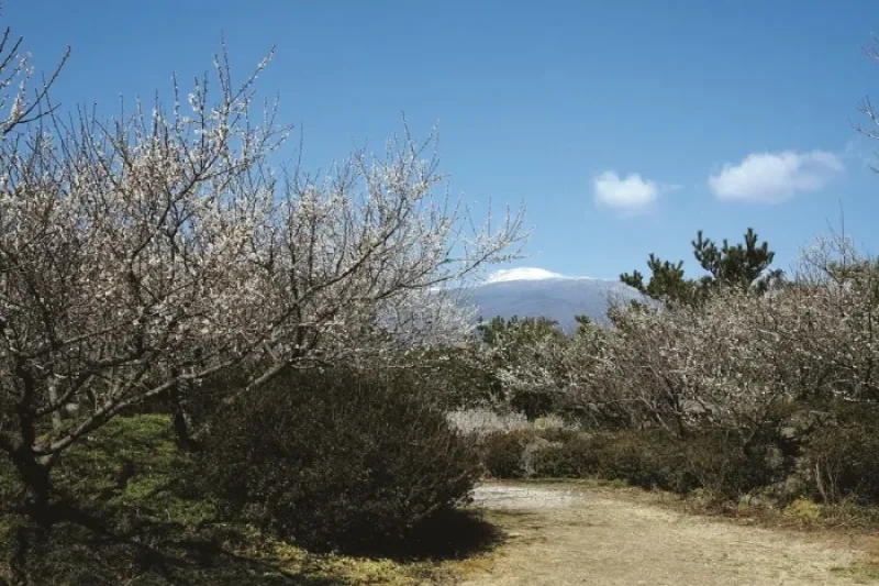 Jeju Hueree Apricot Flower Festival  (12/22)