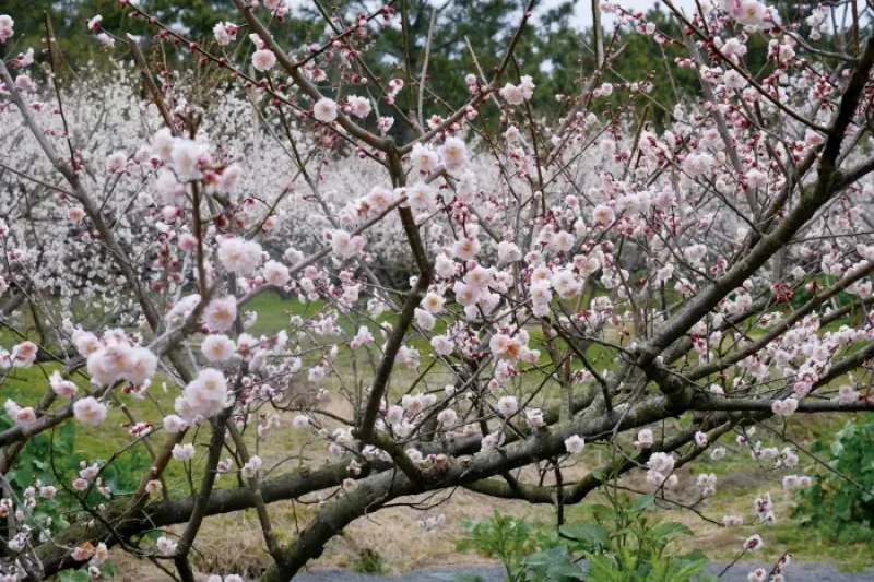 Jeju Hueree Apricot Flower Festival  (13/22)