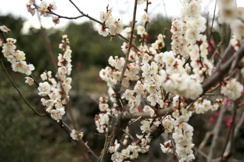 Jeju Hueree Apricot Flower Festival  (15/22)
