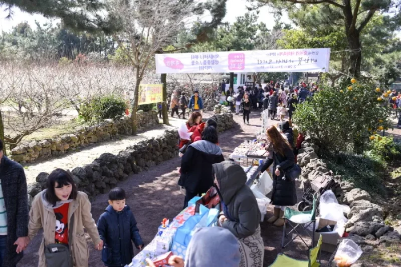 Jeju Hueree Apricot Flower Festival  (16/22)