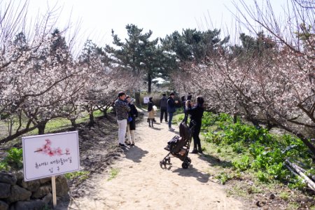 Jeju Hueree Apricot Flower Festival 