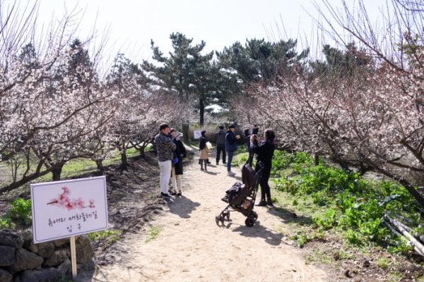 Jeju Hueree Apricot Flower Festival
