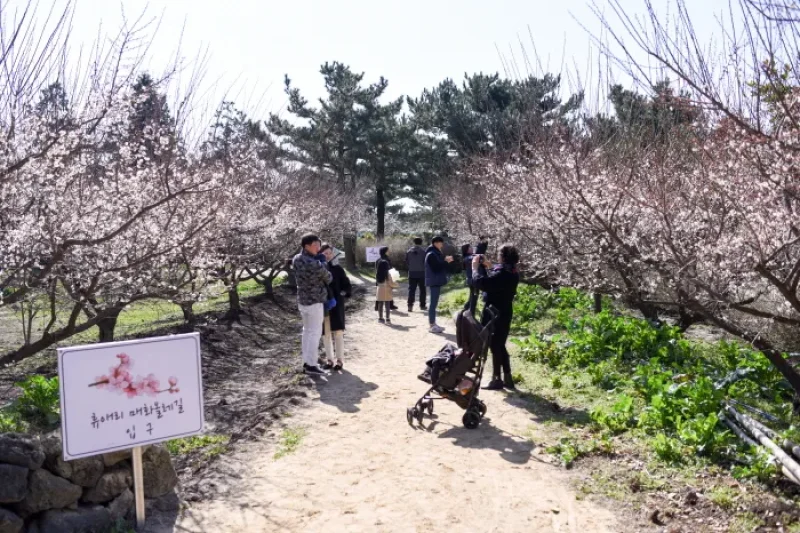 Jeju Hueree Apricot Flower Festival  (17/22)