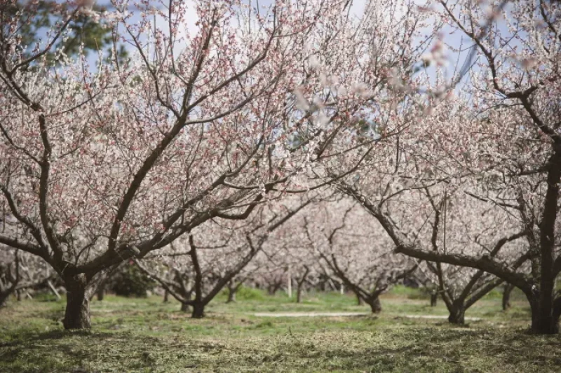 Jeju Hueree Apricot Flower Festival  (18/22)