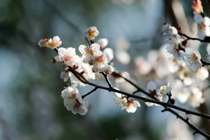 Jeju Hueree Apricot Flower Festival  (19/22)