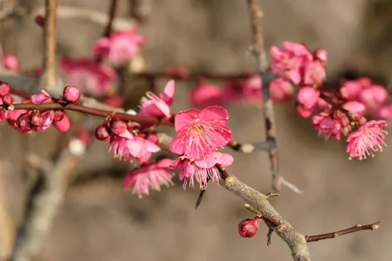 Jeju Hueree Apricot Flower Festival  (20/22)
