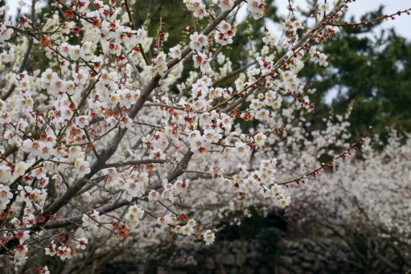 Jeju Hueree Apricot Flower Festival  (21/22)